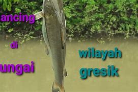 Mancing Ikan Terbaru