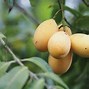 Nama Buah Langka Yang Pertama Kali Ditemukan Di India